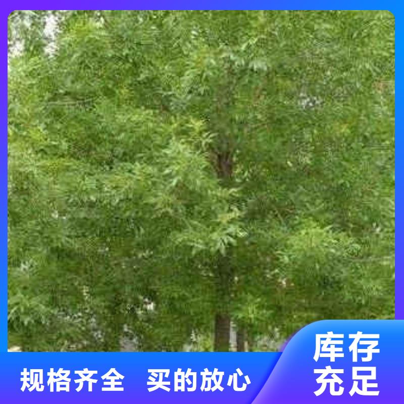 
15公分精品白蠟量大從優