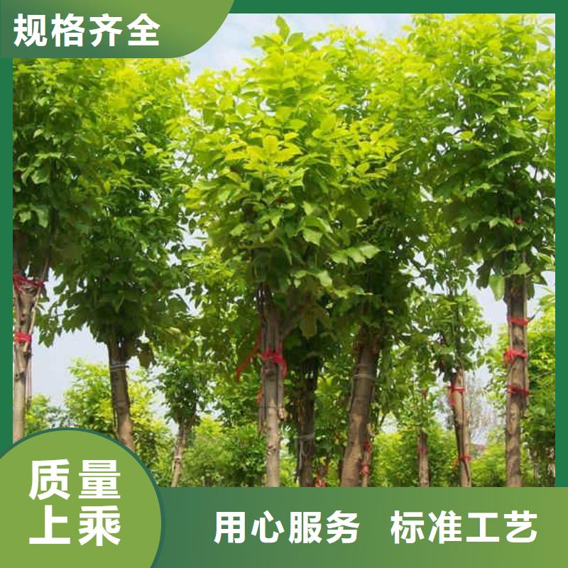 白蠟-物優價廉