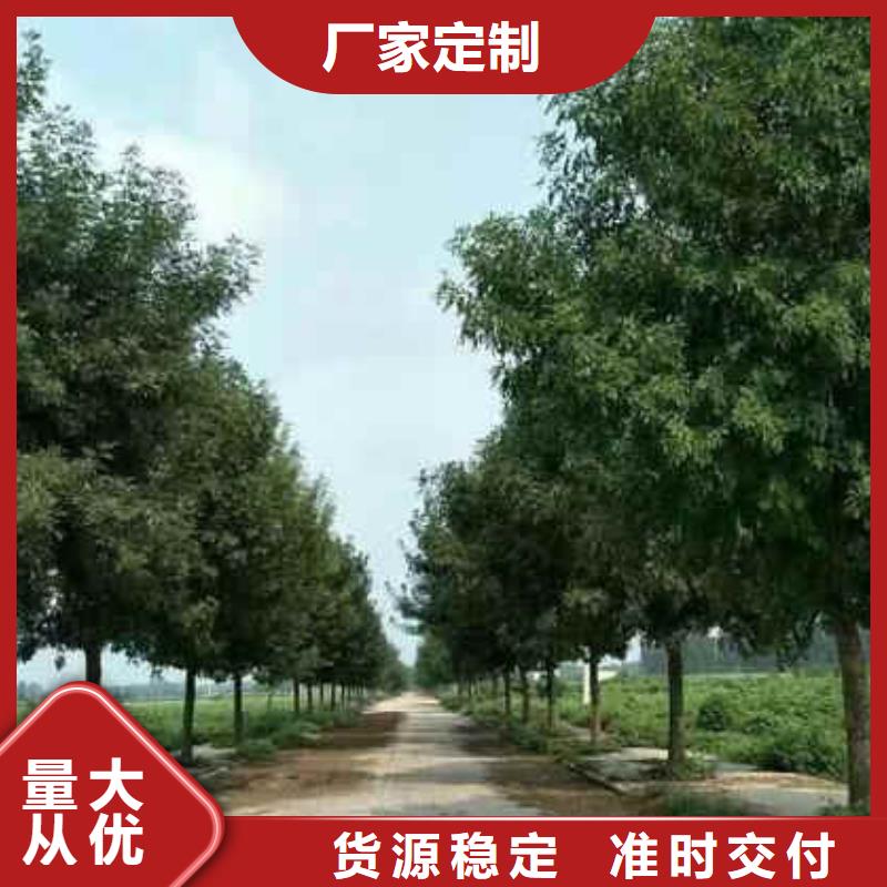 15公分白蜡白蜡树苗齐全