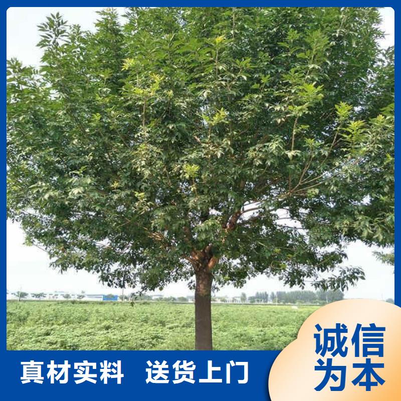 白蠟|白蠟廠家現貨