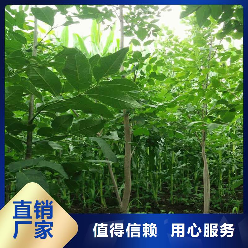 10公分白蜡苗木基地