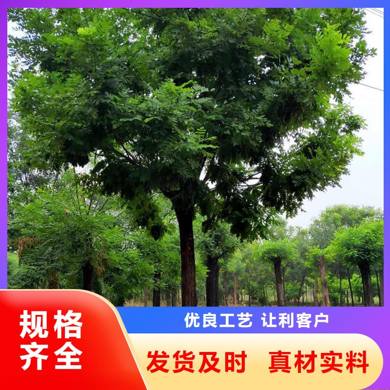 發(fā)貨及時(shí)的國(guó)槐批發(fā)商