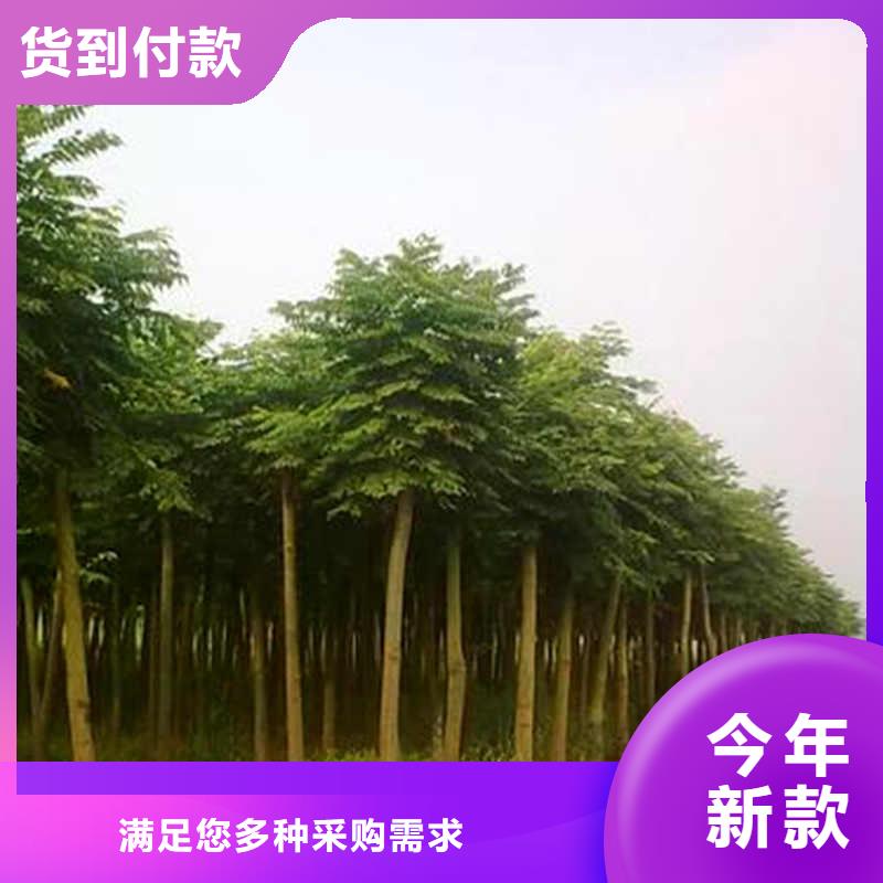 國槐、國槐廠家直銷_規(guī)格齊全