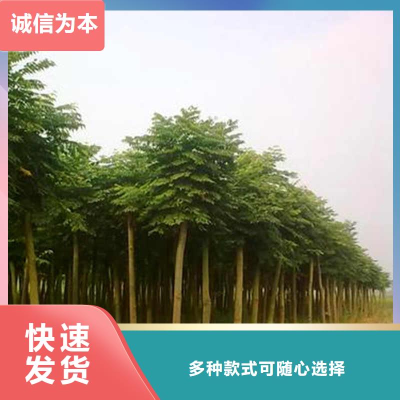國槐現貨上市