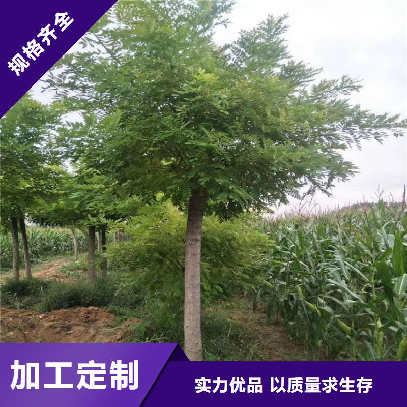 靠譜的國(guó)槐批發(fā)商