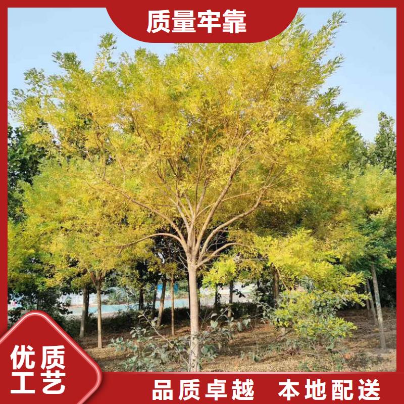 國槐廠家規格齊全