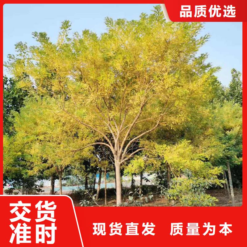 國槐行業經驗豐富
