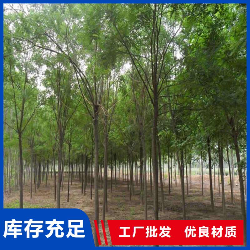 靠譜的國(guó)槐批發(fā)商