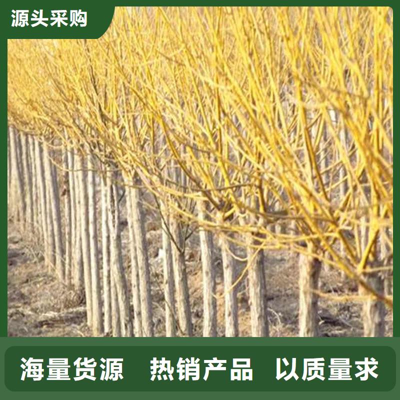 國槐-我們是廠家！