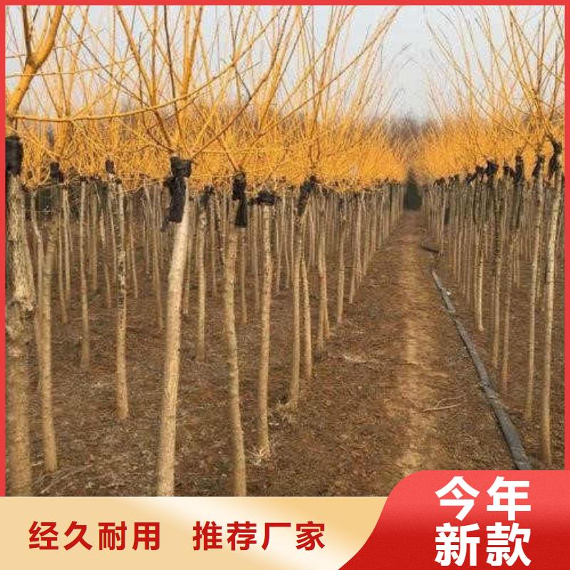 國槐-我們是廠家！