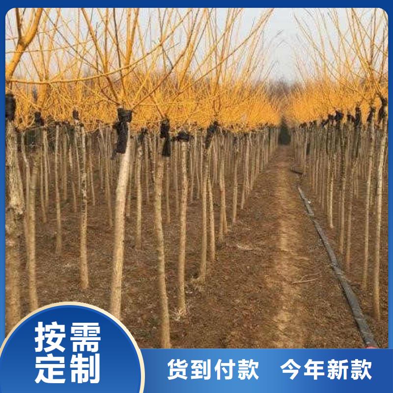 經驗豐富的國槐批發商