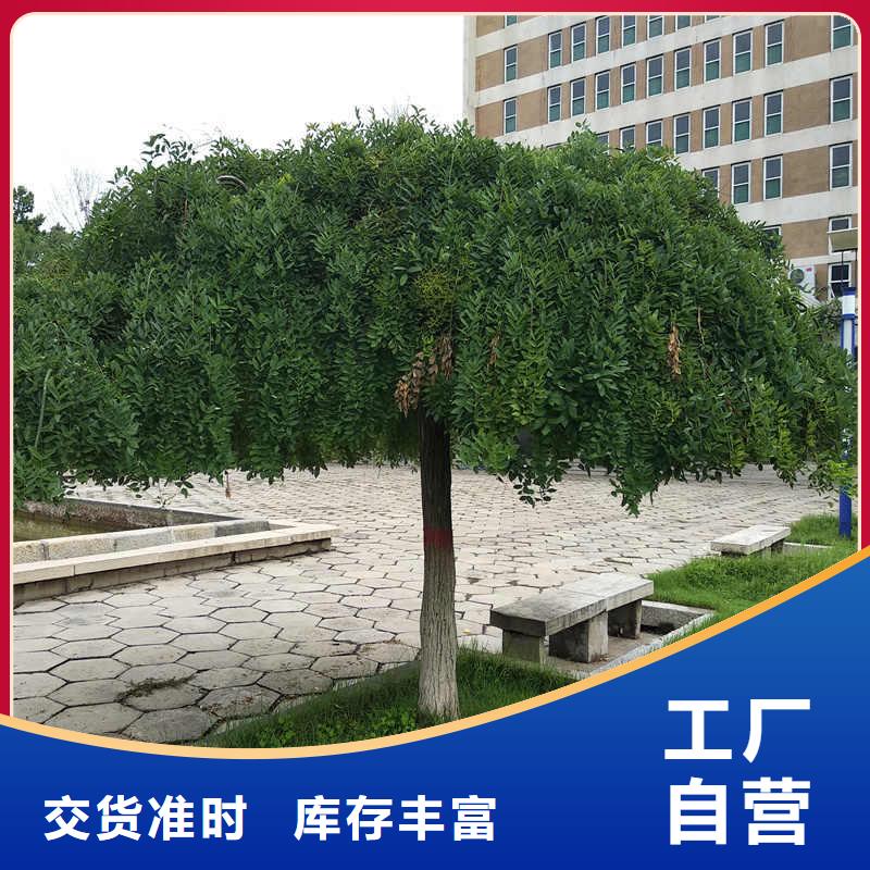 國槐貨比三家再購買