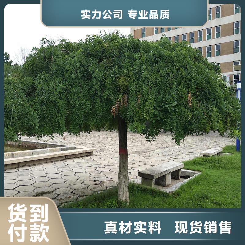國槐現貨現發