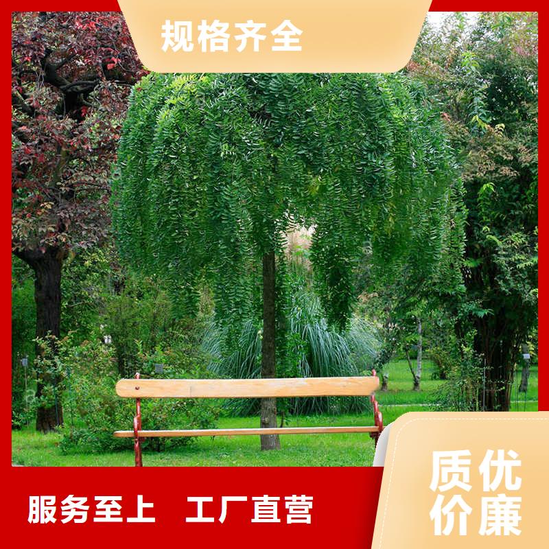 #國槐#價格優惠