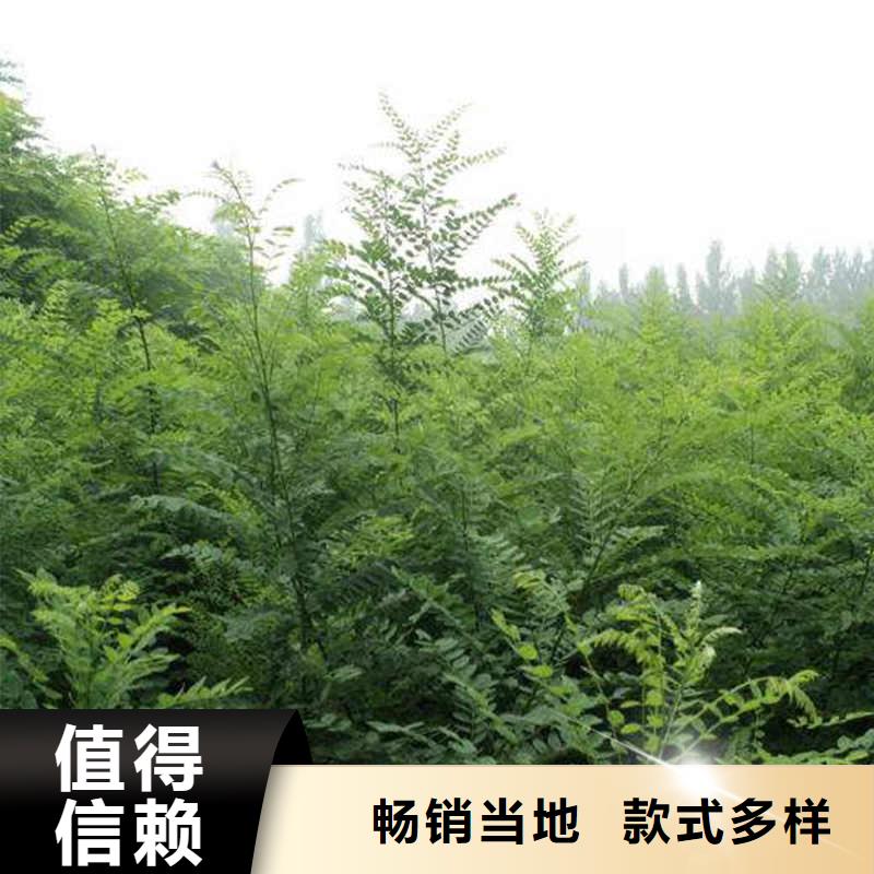 國槐、國槐廠家直銷_規(guī)格齊全