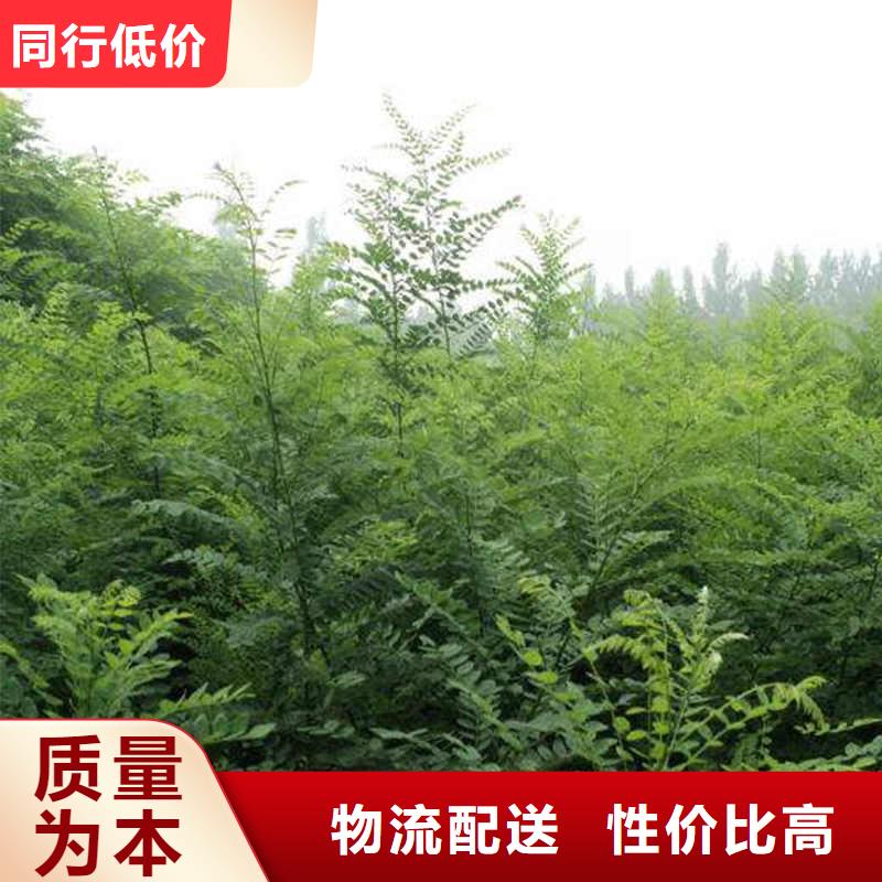 國槐廠家，基地
