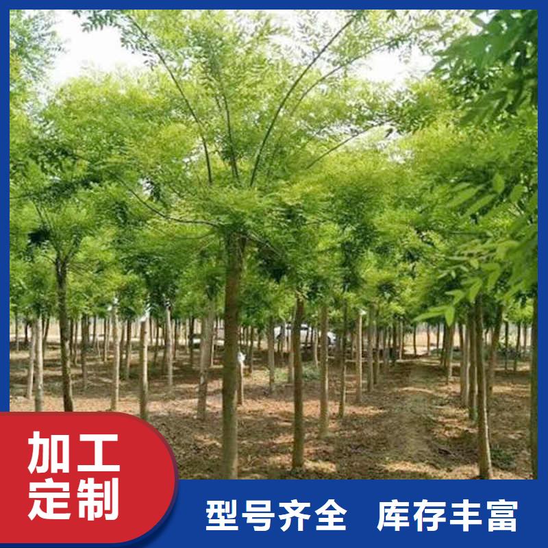 國槐大規(guī)模廠家