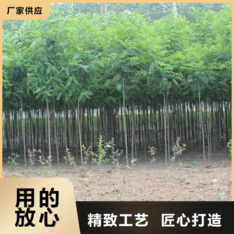 
10公分國槐品種齊全