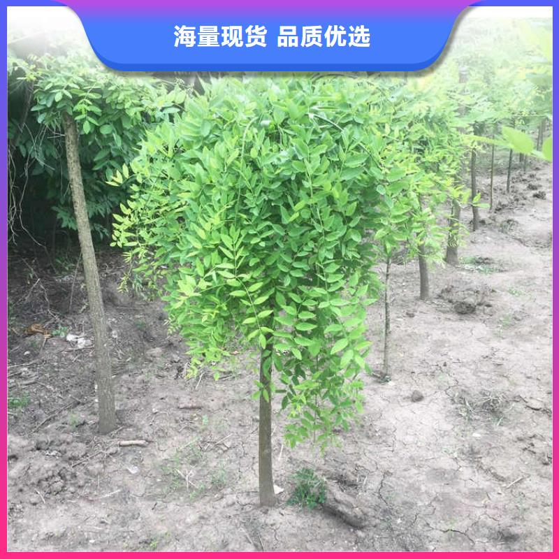 國槐品質(zhì)可靠