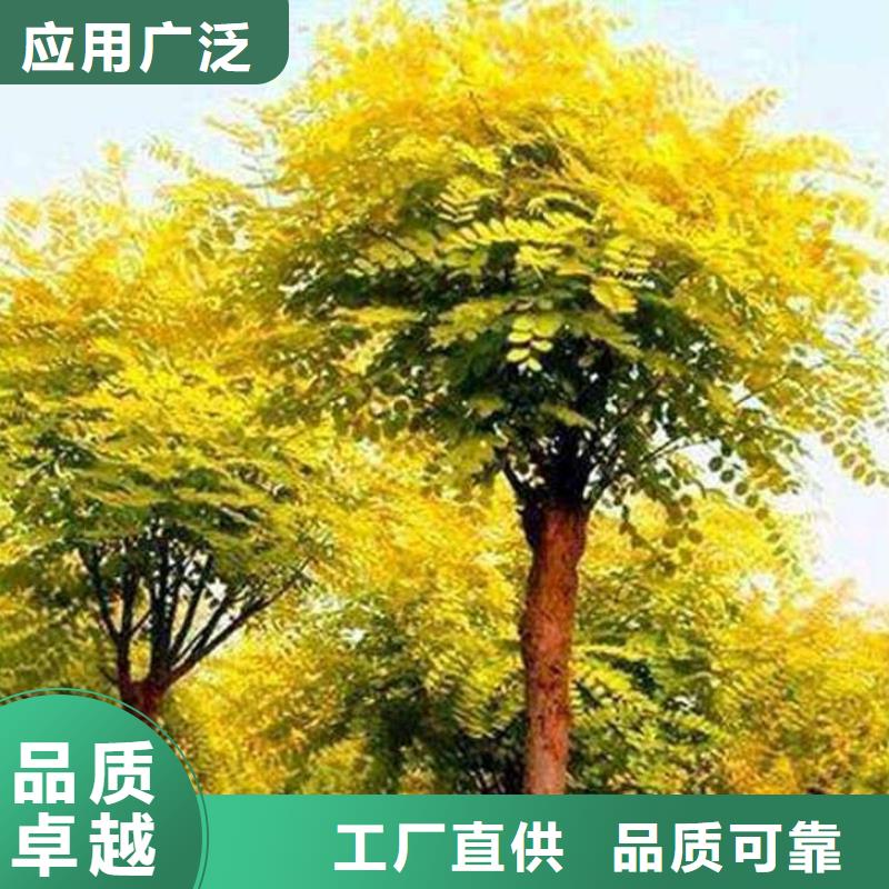 國槐大規(guī)模廠家