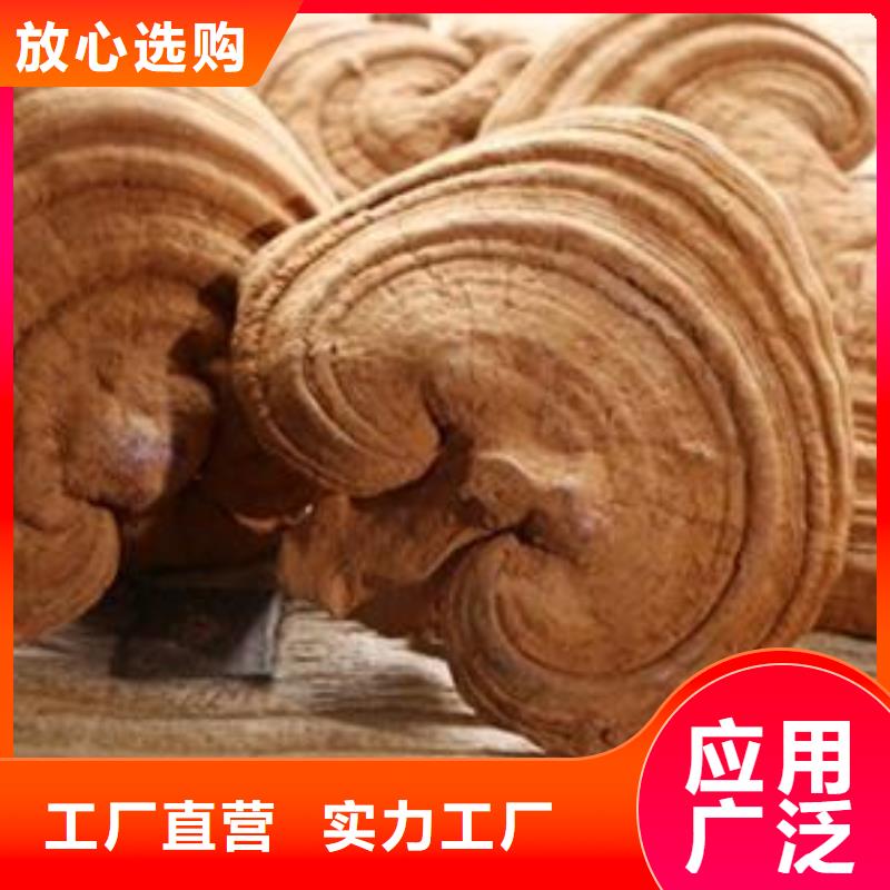 靈芝粉1質量保證老牌廠家