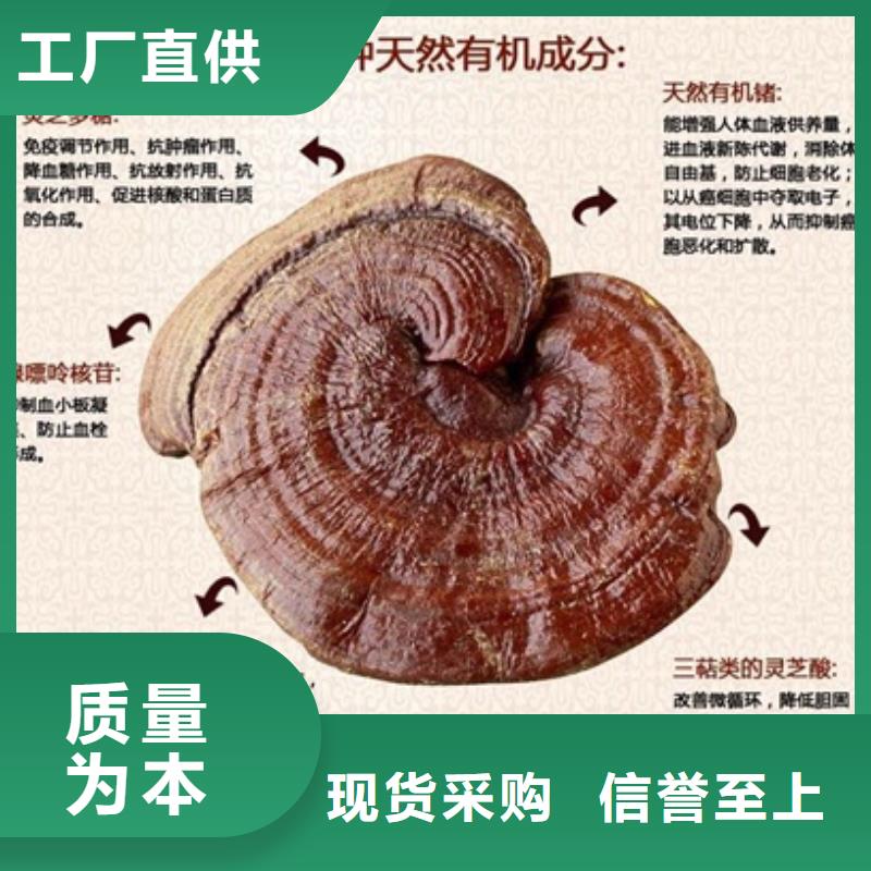 【優(yōu)選】靈芝粉1源頭廠家