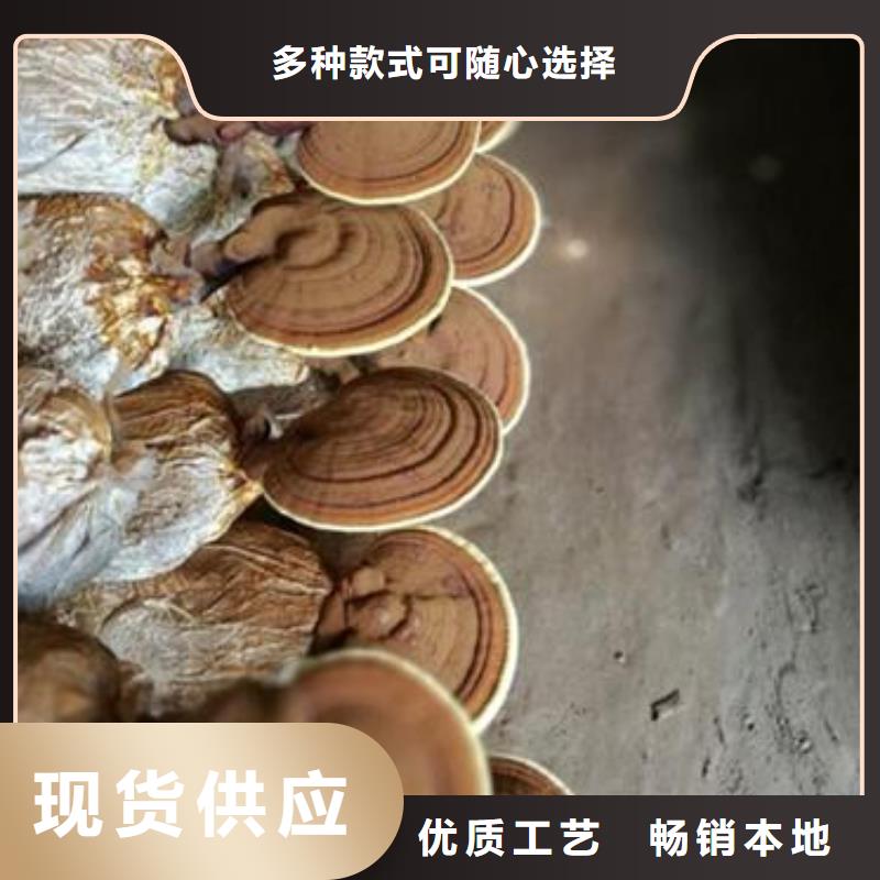靈芝粉1源頭工廠