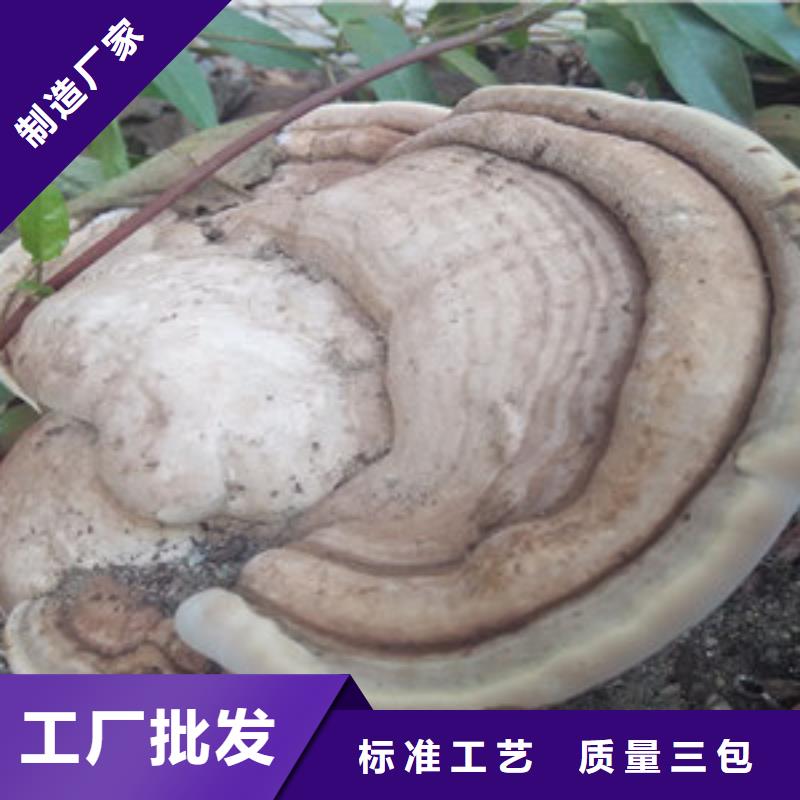 灵芝粉2-灵芝粉2质量好信誉至上