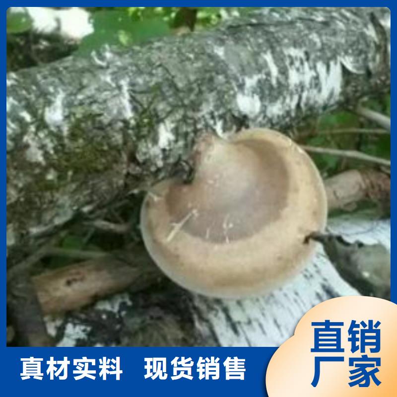 靈芝粉2現(xiàn)貨批發(fā)價格
