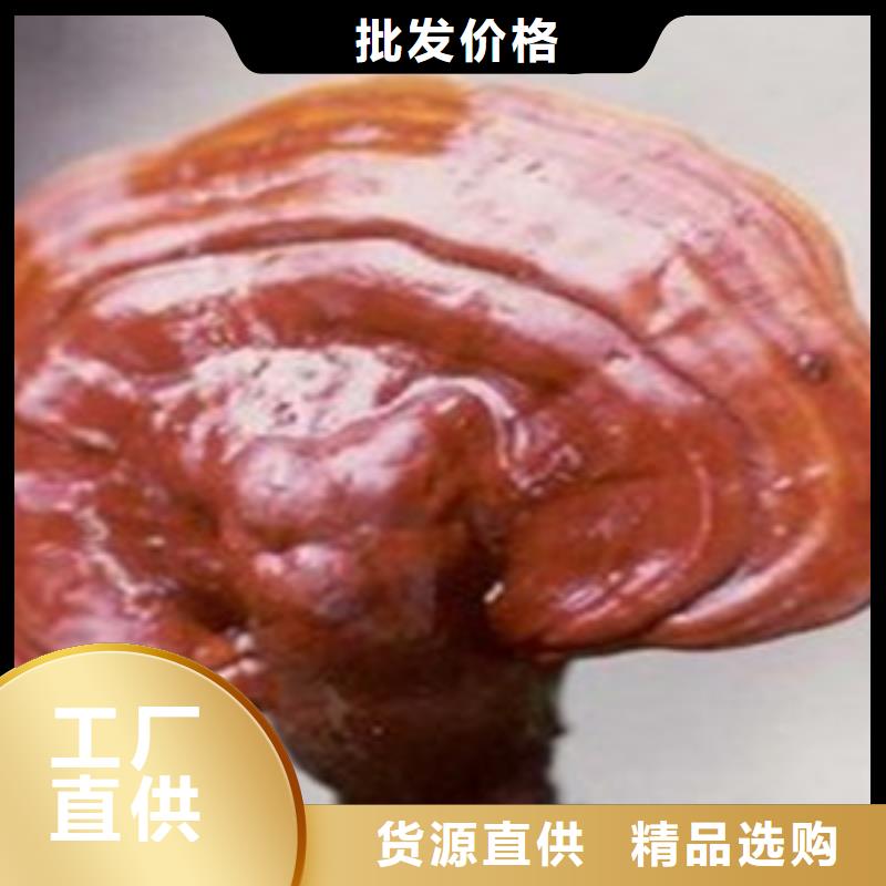 靈芝粉2甄選廠家