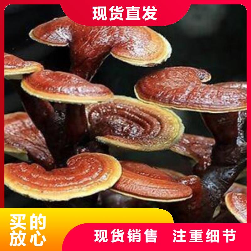 靈芝粉2實力雄厚