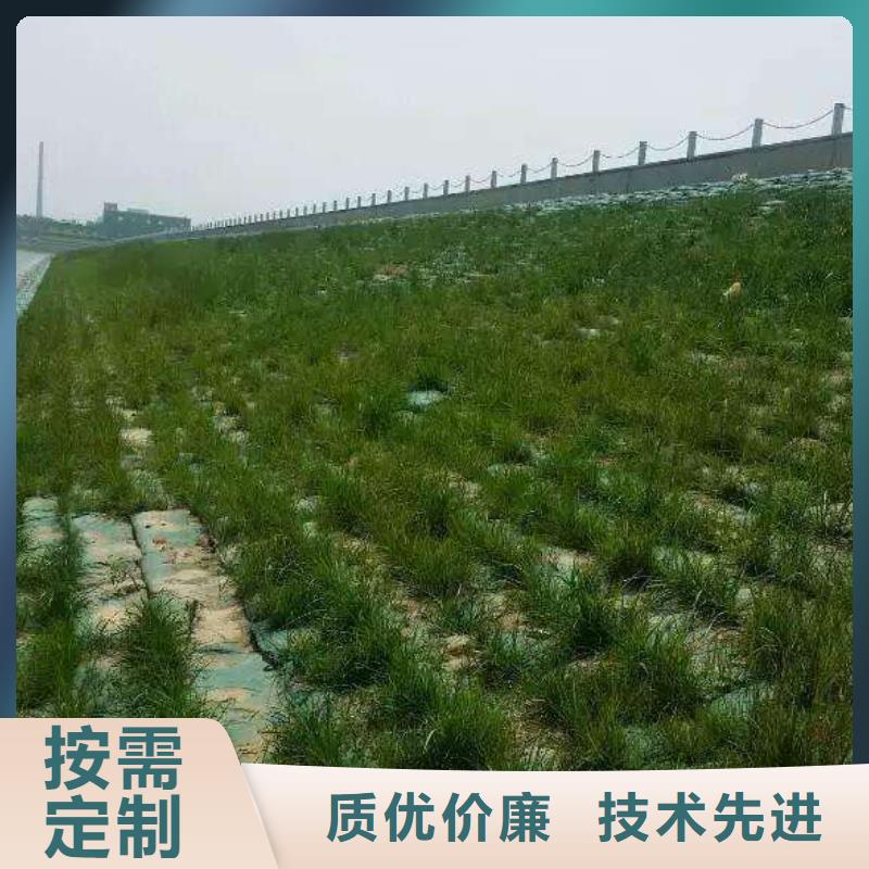 三维植被网-三维植被网厂家直发