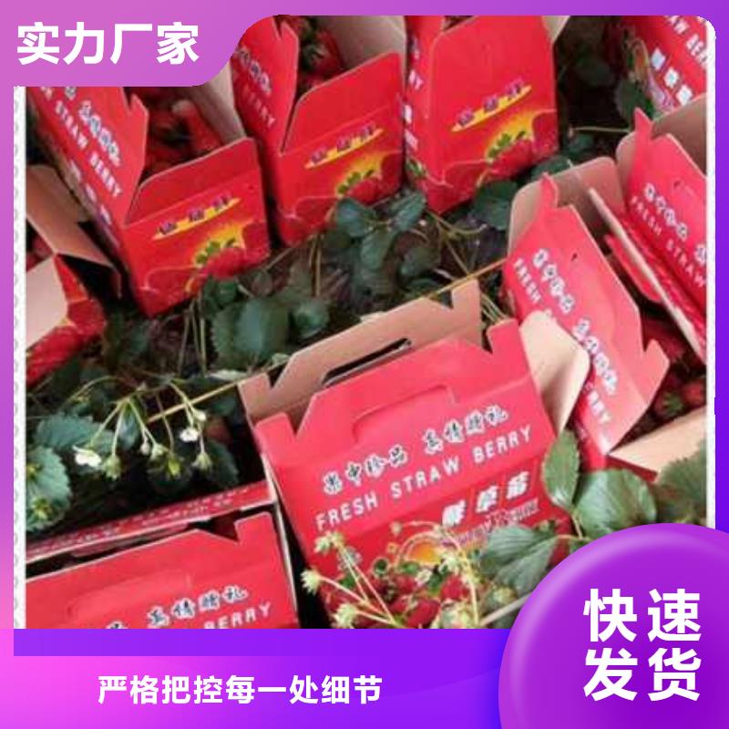 草莓苗工期短