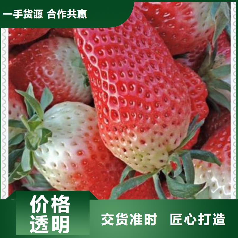 草莓苗公司發(fā)貨快