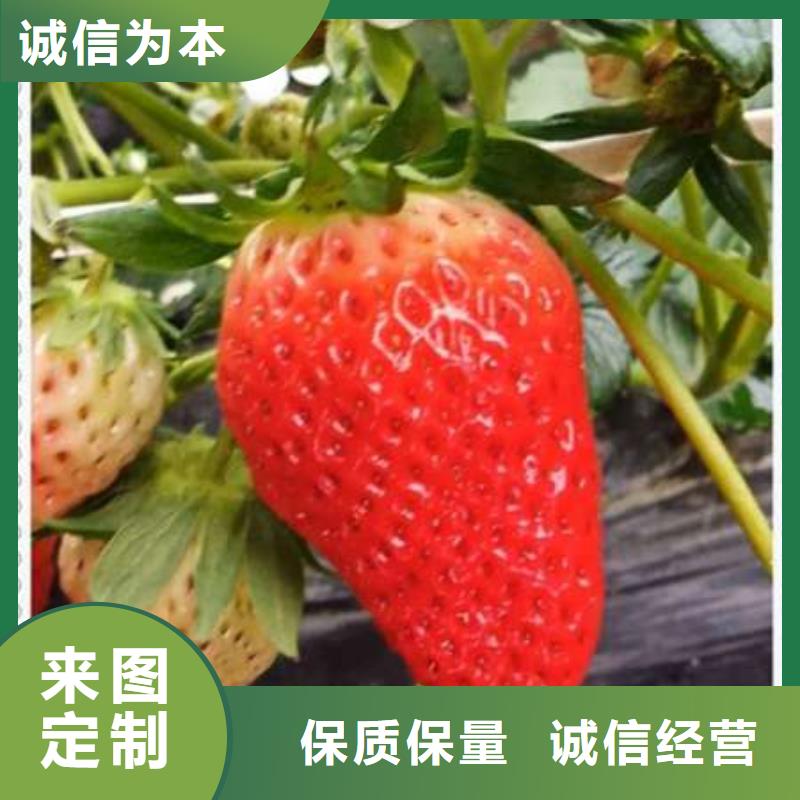 優(yōu)質(zhì)草莓苗生產(chǎn)廠家