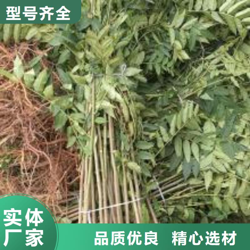 質量可靠的香椿苗經銷商