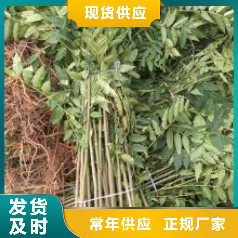 香椿苗銷售報價