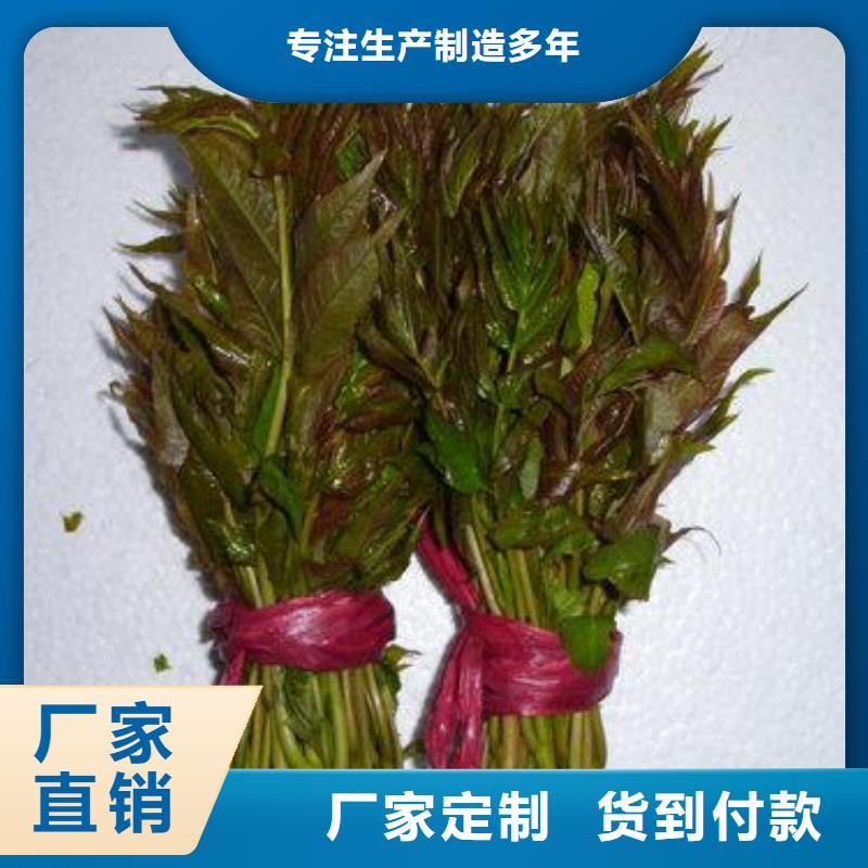 2025欢迎访问##香椿苗##生产厂家量大从优