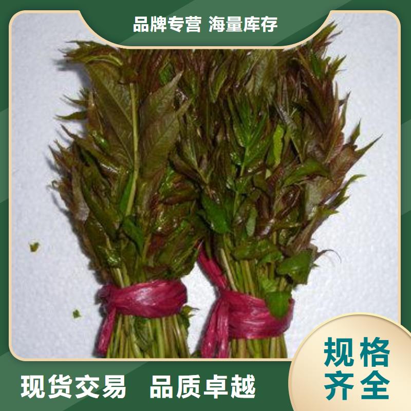 2025出廠價#香椿苗公司#可配送用心做產品