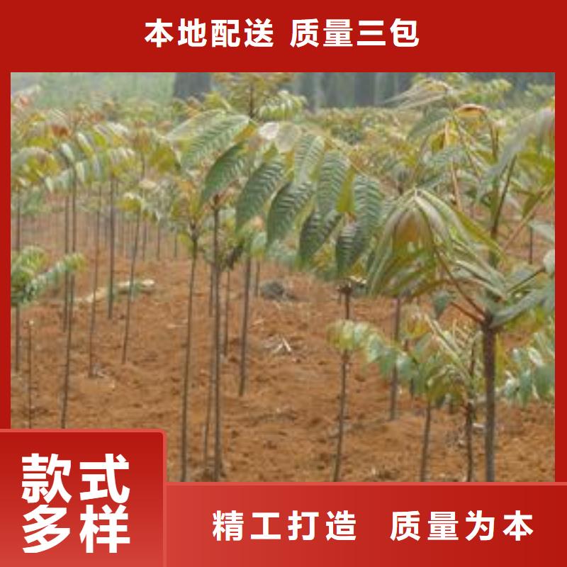 價格低的香椿苗生產廠家