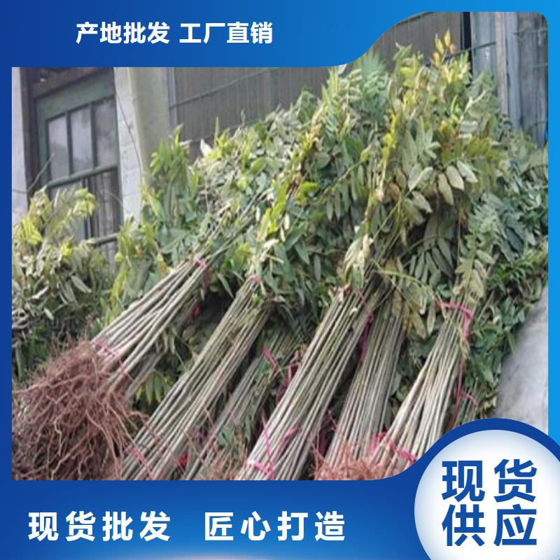 選購香椿苗認準興海苗木種植合作社