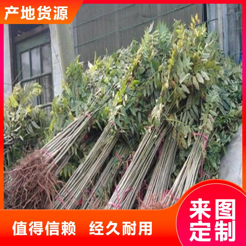 香椿苗品牌-廠家