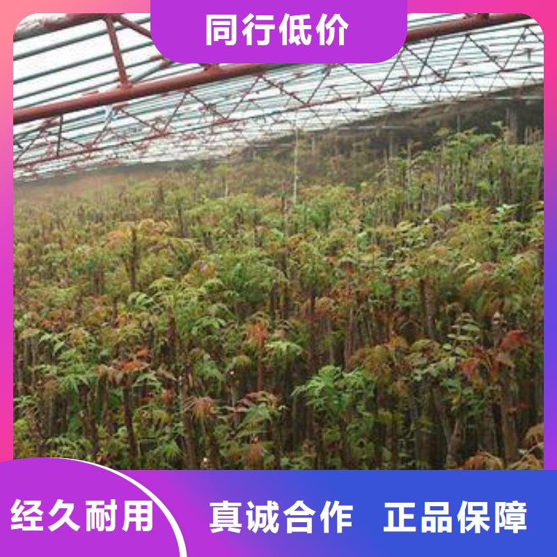 定制香椿苗的批發(fā)商