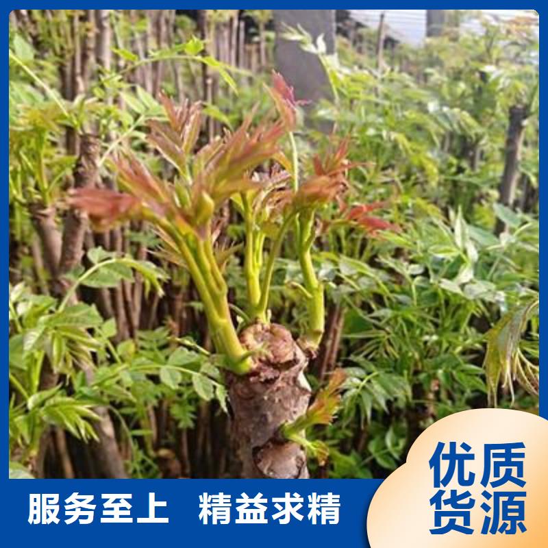 香椿苗廠家地址