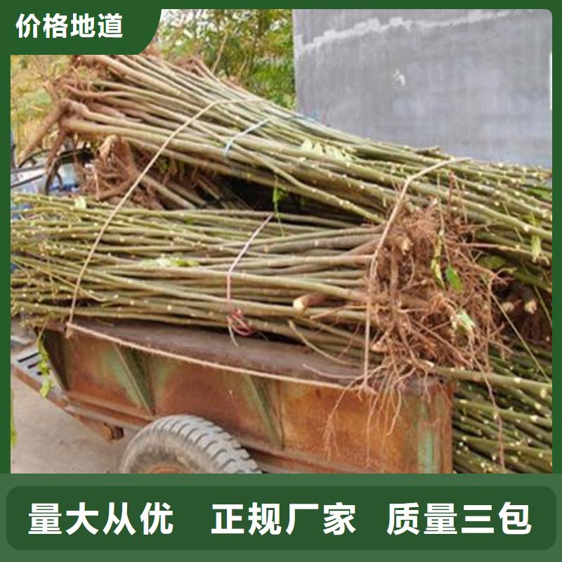香椿苗廠家，放心之選