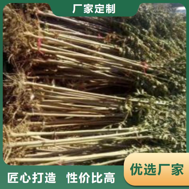 香椿苗低價保真