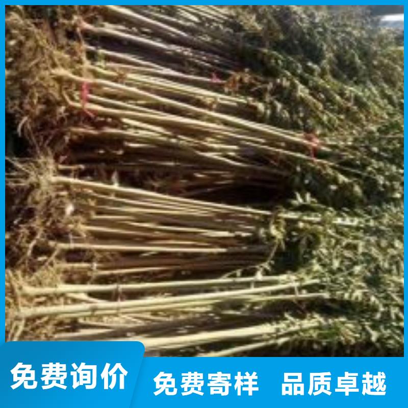 香椿苗3天出貨