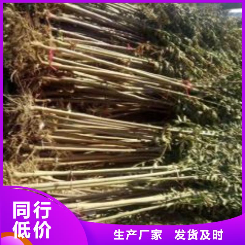 香椿苗-品牌厂家工厂批发