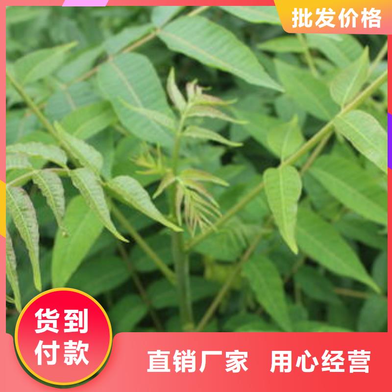 买香椿苗认准兴海苗木种植合作社本地配送