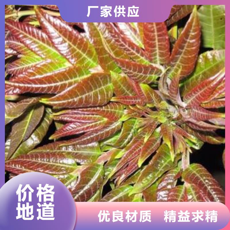 香椿苗快速下單